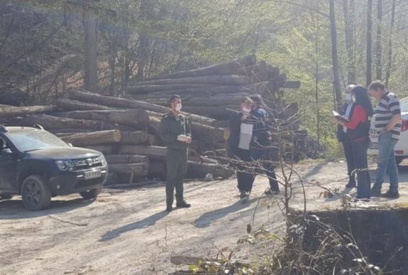 Tíz évig terjedő börtönbüntetéssel sújtanák a faáru exportját