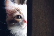 Pozitív lett egy macska koronavírus-tesztje Franciaországban