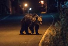 Salvamont: a medvék kimerészkedtek a turistaösvényekre is