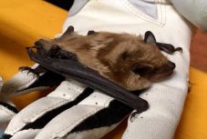 Ez lenne a koronavírus denevérről emberre való átterjedésének magyarázata?