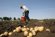 Részsikert értek el, de nem alkusznak a székelyföldi krumplitermesztők