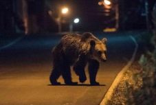 Ismét problémát jelentenek a medvék: kilövési kvótákat kér a háromszéki szenátor