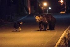 Egy tusnádürdői ház pincéjébe mászott az este egy medve