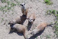 Szerdán újranyitják a Nagyváradi Állatkertet