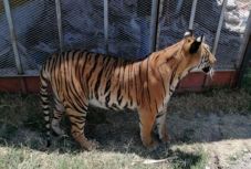 Lasszóval fogták be az utcán kóborló tigriseket