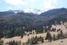 Környezetvédelmi miniszter: védelmet kapnak a „műemlékerdők”