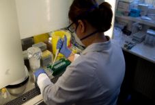 Majomkísérletek visszaigazolták egyes koronavírus elleni oltóanyagok hatékonyságát