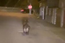 Medvebocs szaladgált Aranyosgyéres utcáin