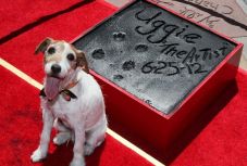 Posztumusz díjazták Cannes-ban az elmúlt húsz év legjobb kutyaszereplőjét