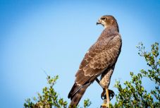 Először találtak mikroműanyagot ragadozó madarak szervezetében