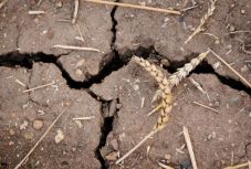 Kártérítést kapnak az aszály, árvíz és fagy által érintett gazdák