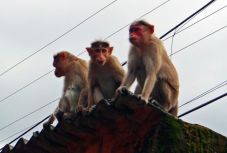 Majmok lopták el koronavírusos betegek vérmintáit Indiában