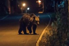 Medvéhez riasztották a csendőröket Vaslábon