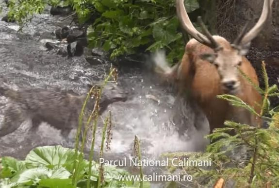 Meglepő vége lett a farkasok és a szarvas viadalának
