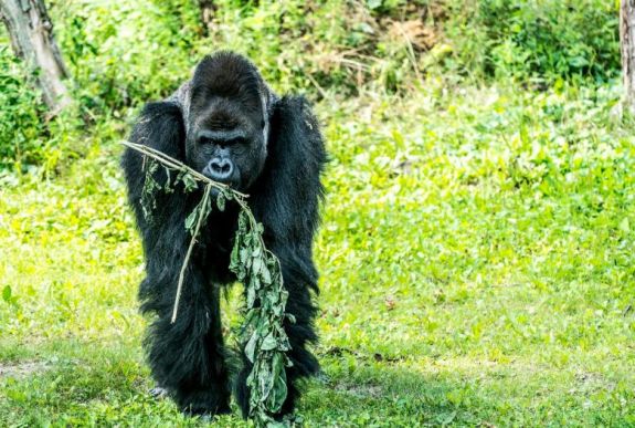 Életmentő műtétet hajtottak végre a Nyíregyházi Állatpark hím gorilláján