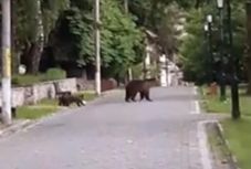 Kétbocsos anyamedvét zavartak el a csendőrök a tusnádfürdői állomás közeléből