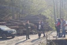 Szigorúbban büntetnék a falopást, a jogszabály-módosítást elfogadta a szenátus