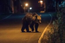 Az Európai Parlament asztalára kerülhet a székelyföldi medveprobléma