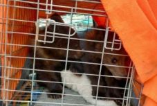 Megmentettek a környezetvédelmi őrök két medvebocsot Tusnádfürdőn