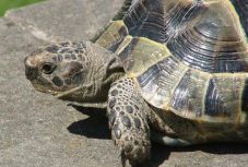 Védett állatokat találtak egy román rendszámú furgonban