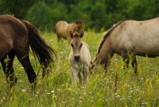 Elindult az erdélyi lótenyésztést segítő magyarországi program