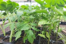 Egyesületet hoznak létre a székelyföldi zöldség- és gyümölcstermelők