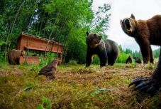 Boltba ment a medve Tusnádfürdőn