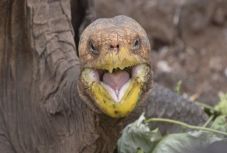 Nyugdíjba vonul Diego, a faját megmentő galápagosi óriásteknős