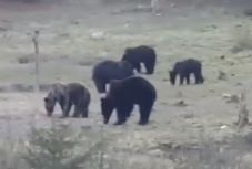 Ro-Alert: újra medve jelenlétére figyelmeztették a csíkszeredaiakat