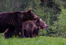 Kilenc medveriadó volt a hétvégén Hargita megyében