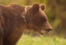 Kilövési engedélyt kérnek a Csíkszeredába és környékére bejáró medvére
