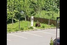 Medve kószált egy kovásznai szálloda parkolójában