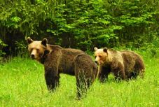 Medve-ügy Hargita megyében: kivár a minisztérium, tehetetlenek a vadásztársaságok