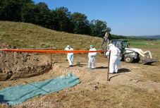 Újabb afrikai sertéspestis gócpontokat fedeztek fel a román-magyar határ közelében