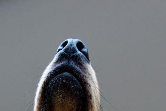 Ismét kötelezővé teszik a szájmaszkot Ausztriában