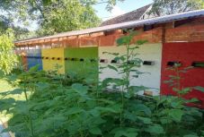 Hasznosak és szorgosak – ezért jó, ha méhek tanyáznak a kertünkben