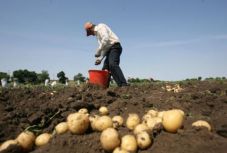 A burgonya útja: szövetkeztek a torjai gazdák, hogy bekerüljenek a szupermarketekbe