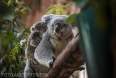 Veszélybe kerültek a koalák