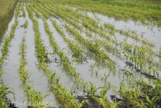 Az aszály után a sok eső tette tönkre a termést – van kilátás a kártalanításra?