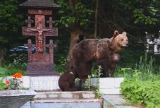 Medve-ügy: az elnökhöz, a kormányfőhöz és a parlamenthez fordult a tusnádfürdői önkormányzat