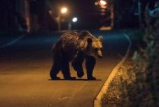 A hét végén hatszor riasztották a Hargita megye hatóságokat medvék miatt