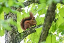 Bubópestises mókust találtak Colorado államban