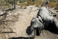 Folytatódik a rejtélyes elefántpusztulás Botswanában