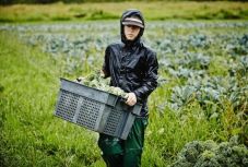 Egy németországi farm 19 romániai vendégmunkása fertőződött meg koronavírussal