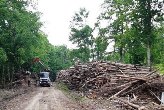 Fél év alatt több mint ezer büntetést róttak ki illegális fakivágás miatt
