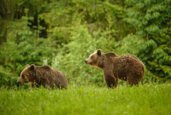 Hétvégi mérleg: ötször riasztották a hatóságokat medve felbukkanása miatt Hargita megyében