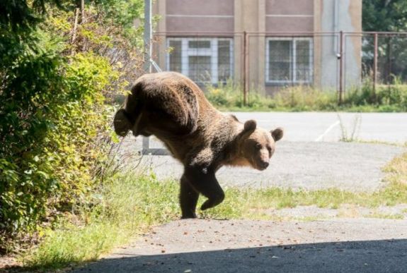 Medvét zavartak el a csendőrök egy csíkszeredai iskola udvaráról