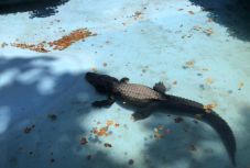 Nyolcvanhárom éve él a belgrádi állatkertben Mujo, az aligátor