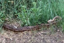 Másfél méteres óriáskígyót fogtak el a Temze mentén