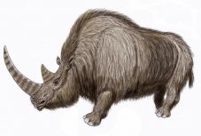 Gyapjas rinocérosz lehetett egy 14 ezer éve élt kölyökkutya utolsó vacsorája